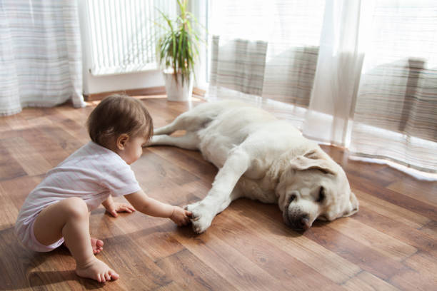 Pet friendly floor | Bassett Carpets